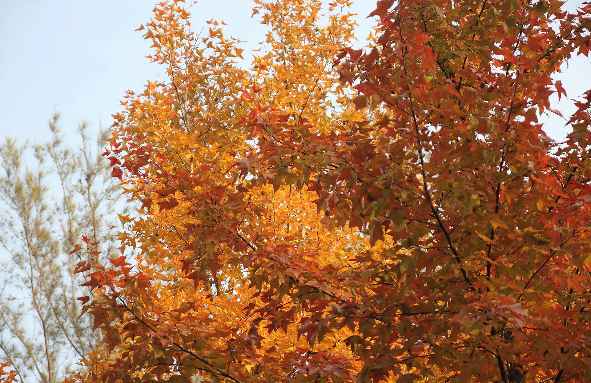 路線包括甲龍古道，青山，良田坳，九逕山，南生圍，大棠，藍地水塘，桃坑峒。